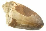 Fossil Mosasaur (Prognathodon currii) Tooth - Morocco #332935-1